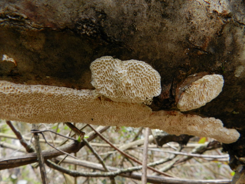 Su salice (Trametes trogii)